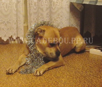 ����� ���� ��������, �� �� ��, ������ - ����������! 25 �������