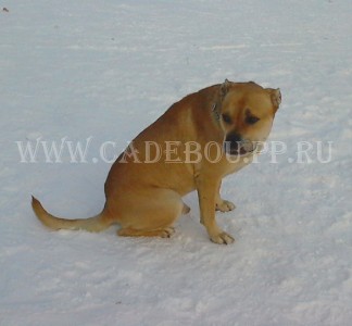 �� �� ��, ����� ���� ��������, ������ - ����� �� �������� ����� ����. 16 �������