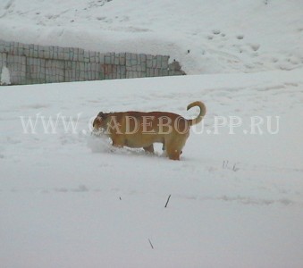 ������, �� �� ��, ����� ���� �������� - ������ �������! 21 �������