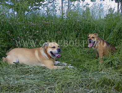 перро дого майоркин, кадебо, ка де бо - Прогулка с Кирей. 28 Июня перро дого майоркин, кадебо, ка де бо - Прогулка с Кирей. 28 Июня