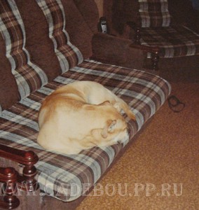 ������, ����� ���� ��������, �� �� �� - ����� ����, ������� 2006