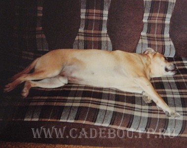 кадебо, ка де бо, перро дого майоркин - Уилис дома, Октябрь 2006 кадебо, ка де бо, перро дого майоркин - Уилис дома, Октябрь 2006