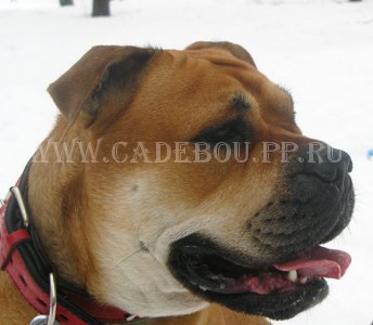 �� �� ��, ������, ����� ���� �������� - �������. ������� 2009