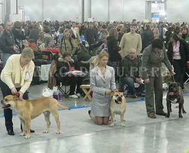 ca de bou, cadebou, perro dogo mallorquin -    ,  2009