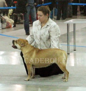 cadebou, ca de bou, perro dogo mallorquin -    2009-2      -  ,  2009