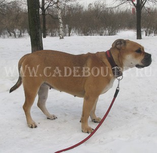 �� �� ��, ������, ����� ���� �������� - ������� �� ��������, ���� 2009