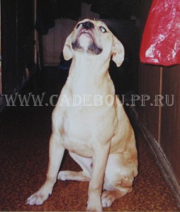 �� �� ��, ����� ���� ��������, ������ - �������� (6-7 �������)