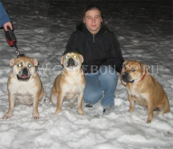 ca de bou, cadebou, perro dogo mallorquin -       , . 10  2009
