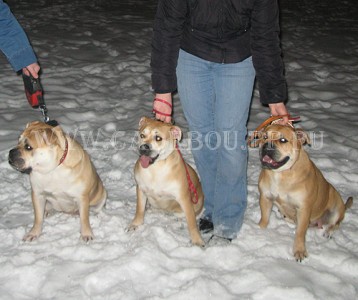 перро дого майоркин, кадебо, ка де бо - Кира и Дори в гостях у Евы, прогулка. 10 Декабря 2009 перро дого майоркин, кадебо, ка де бо - Кира и Дори в гостях у Евы, прогулка. 10 Декабря 2009
