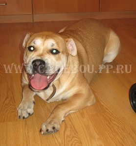 �� �� ��, ������, ����� ���� �������� - ���� ����. 12 ������� 2009