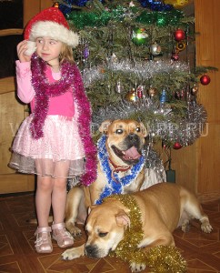 кадебо, перро дого майоркин, ка де бо - Кира с Дори. Конец декабря 2009 кадебо, перро дого майоркин, ка де бо - Кира с Дори. Конец декабря 2009