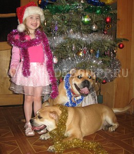 перро дого майоркин, ка де бо, кадебо - Кира с Дори. Конец декабря 2009 перро дого майоркин, ка де бо, кадебо - Кира с Дори. Конец декабря 2009