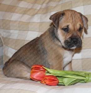 cadebou, ca de bou, perro dogo mallorquin - , 45 