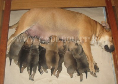 перро дого майоркин, ка де бо, кадебо - Гавиота с детками А помета в 18 дней перро дого майоркин, ка де бо, кадебо - Гавиота с детками А помета в 18 дней