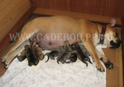 perro dogo mallorquin, cadebou, ca de bou -     , 
