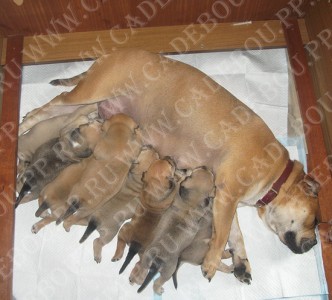 ca de bou, perro dogo mallorquin, cadebou -  . 4 