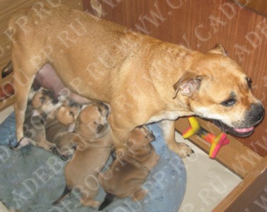 perro dogo mallorquin, cadebou, ca de bou - ,  . 4 