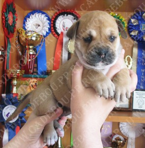 �� �� ��, ������, ����� ���� �������� - ����� ���� ���� ��������, 1 �����