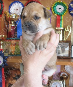 перро дого майоркин, ка де бо, кадебо - Мьедо Дель Торо Андорина, 1 месяц перро дого майоркин, ка де бо, кадебо - Мьедо Дель Торо Андорина, 1 месяц