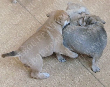 �� �� ��, ����� ���� ��������, ������ - ������ �������� �� �� �� (����, ��� ������), 1 ����� � 11 ����