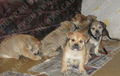 ca de bou, cadebou, perro dogo mallorquin - , , , , , . 1,5 