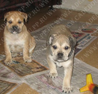 ca de bou, cadebou, perro dogo mallorquin - , . 1,5 