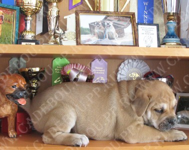 cadebou, ca de bou, perro dogo mallorquin -   45 