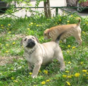 cadebou, perro dogo mallorquin, ca de bou -     , 27  2009