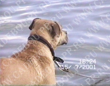 perro dogo mallorquin, ca de bou, cadebou -    (1  2 , 15  2001)
