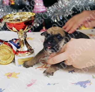 ca de bou, perro dogo mallorquin, cadebou - , 14 . 1- 