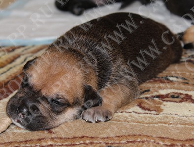 ca de bou, perro dogo mallorquin, cadebou - , 17 
