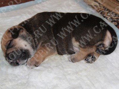 cadebou, ca de bou, perro dogo mallorquin - , 18 