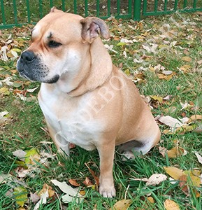 perro dogo mallorquin, ca de bou, cadebou -  ,     .  2015