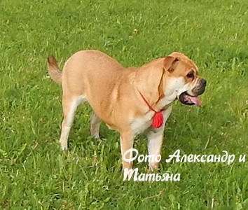 cadebou, perro dogo mallorquin, ca de bou -   . 16 .      !