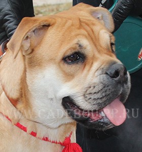 ca de bou, perro dogo mallorquin, cadebou - -,   , 9 .  2014