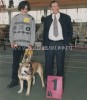 cadebou, perro dogo mallorquin, ca de bou -    , 11  1998 .
9  -       , c