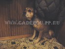 perro dogo mallorquin, cadebou, ca de bou -    - ,  7, 5  ().