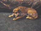 perro dogo mallorquin, cadebou, ca de bou -   ( 2004) - ,  .