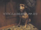 perro dogo mallorquin, cadebou, ca de bou -   ( 2004).