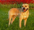 кадебо, перро дого майоркин, ка де бо - Улыбка нашего ангела! 5 Июня кадебо, перро дого майоркин, ка де бо - Улыбка нашего ангела! 5 Июня