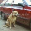 кадебо, перро дого майоркин, ка де бо - Охрана транспорта. 26 Августа кадебо, перро дого майоркин, ка де бо - Охрана транспорта. 26 Августа