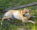 ка де бо, кадебо, перро дого майоркин - Улис в деревне. 26 Июня ка де бо, кадебо, перро дого майоркин - Улис в деревне. 26 Июня