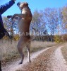 ка де бо, перро дого майоркин, кадебо - Замираю на высоте! На прогулке в лесу у дома. 7 Октября ка де бо, перро дого майоркин, кадебо - Замираю на высоте! На прогулке в лесу у дома. 7 Октября
