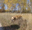 ка де бо, перро дого майоркин, кадебо - Я нашел колечко! На прогулке в лесу у дома. 7 Октября ка де бо, перро дого майоркин, кадебо - Я нашел колечко! На прогулке в лесу у дома. 7 Октября