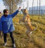 кадебо, ка де бо, перро дого майоркин - Тренировочный полет! На прогулке у дома. 12 Октября кадебо, ка де бо, перро дого майоркин - Тренировочный полет! На прогулке у дома. 12 Октября