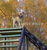 кадебо, ка де бо, перро дого майоркин - На дрес. площадке! На прогулке у дома. 12 Октября кадебо, ка де бо, перро дого майоркин - На дрес. площадке! На прогулке у дома. 12 Октября