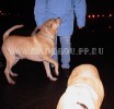 кадебо, ка де бо, перро дого майоркин - Вечерняя прогулка. 21 Ноября кадебо, ка де бо, перро дого майоркин - Вечерняя прогулка. 21 Ноября
