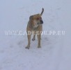 перро дого майоркин, ка де бо, кадебо - Вот он я! 21-02-2006 перро дого майоркин, ка де бо, кадебо - Вот он я! 21-02-2006
