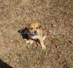 ca de bou, perro dogo mallorquin, cadebou - Клопик! На прогулке у дома. 25 Апреля ca de bou, perro dogo mallorquin, cadebou - Клопик! На прогулке у дома. 25 Апреля
