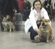кадебо, ка де бо, перро дого майоркин - С тетей - Торнадос-Пьерос Аделина Этуаль на Евразии 2007. 25 Февраля кадебо, ка де бо, перро дого майоркин - С тетей - Торнадос-Пьерос Аделина Этуаль на Евразии 2007. 25 Февраля